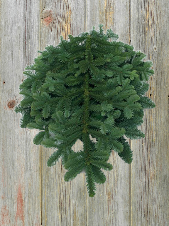 NOBLE TIPS 25#   CHRISTMAS GREENS